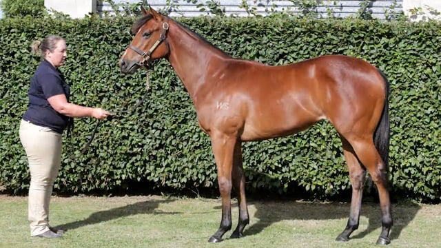 Lot 514