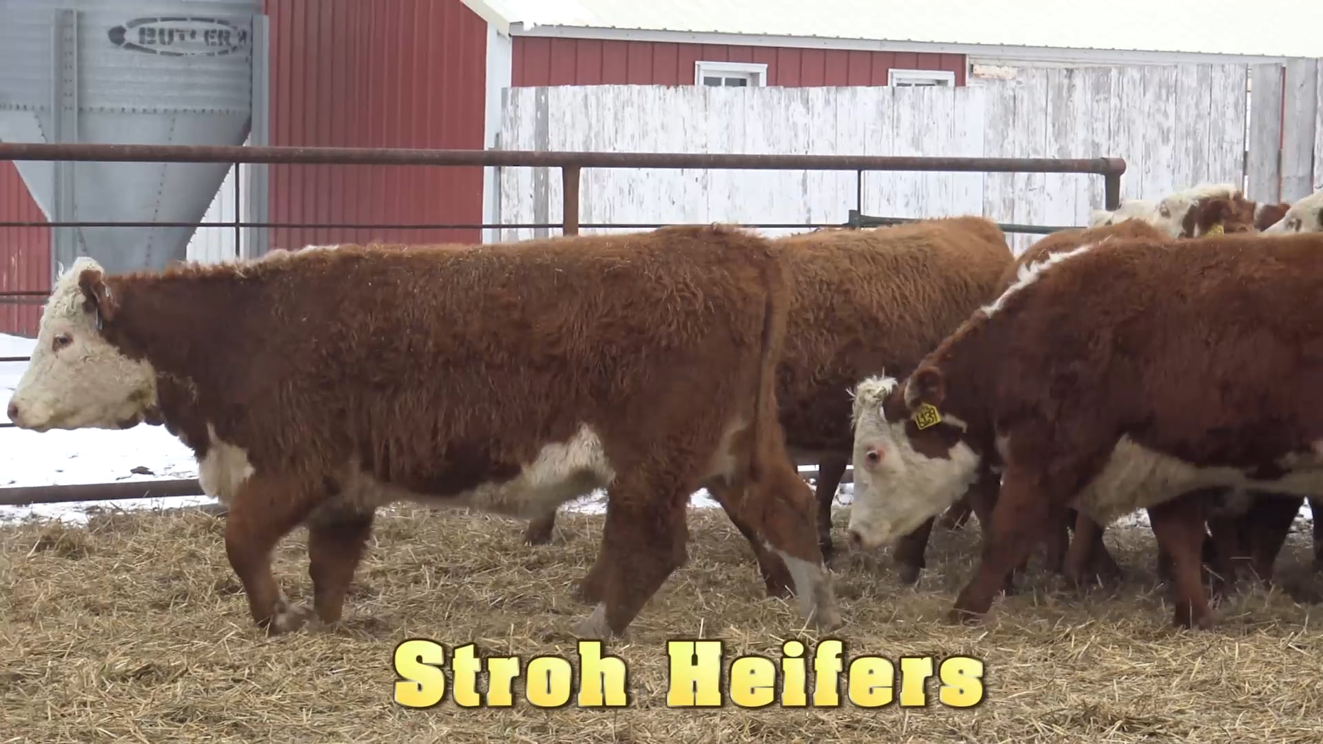 Heifers Stroh Hereford Ranch on Vimeo