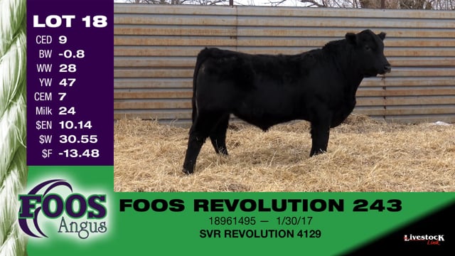 Lot #18 - FOOS REVOLUTION 243