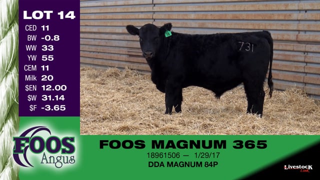 Lot #14 - FOOS MAGNUM 365