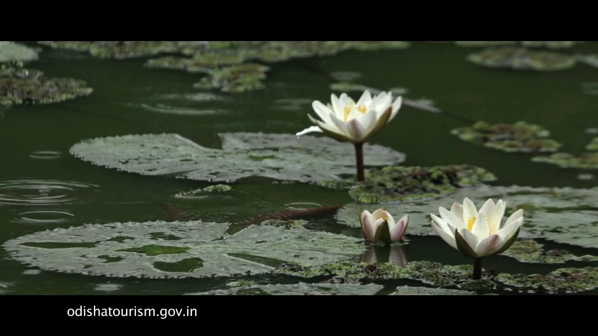 Odisha Tourism - Buddhism Film