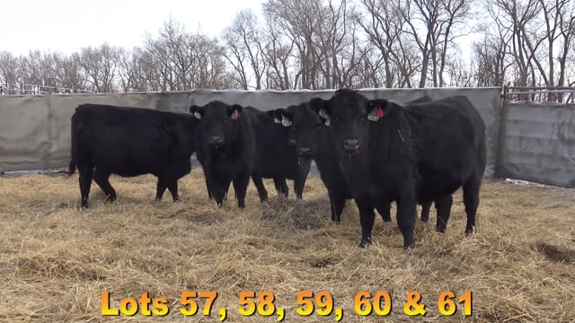 Lot #57 - WIX D41