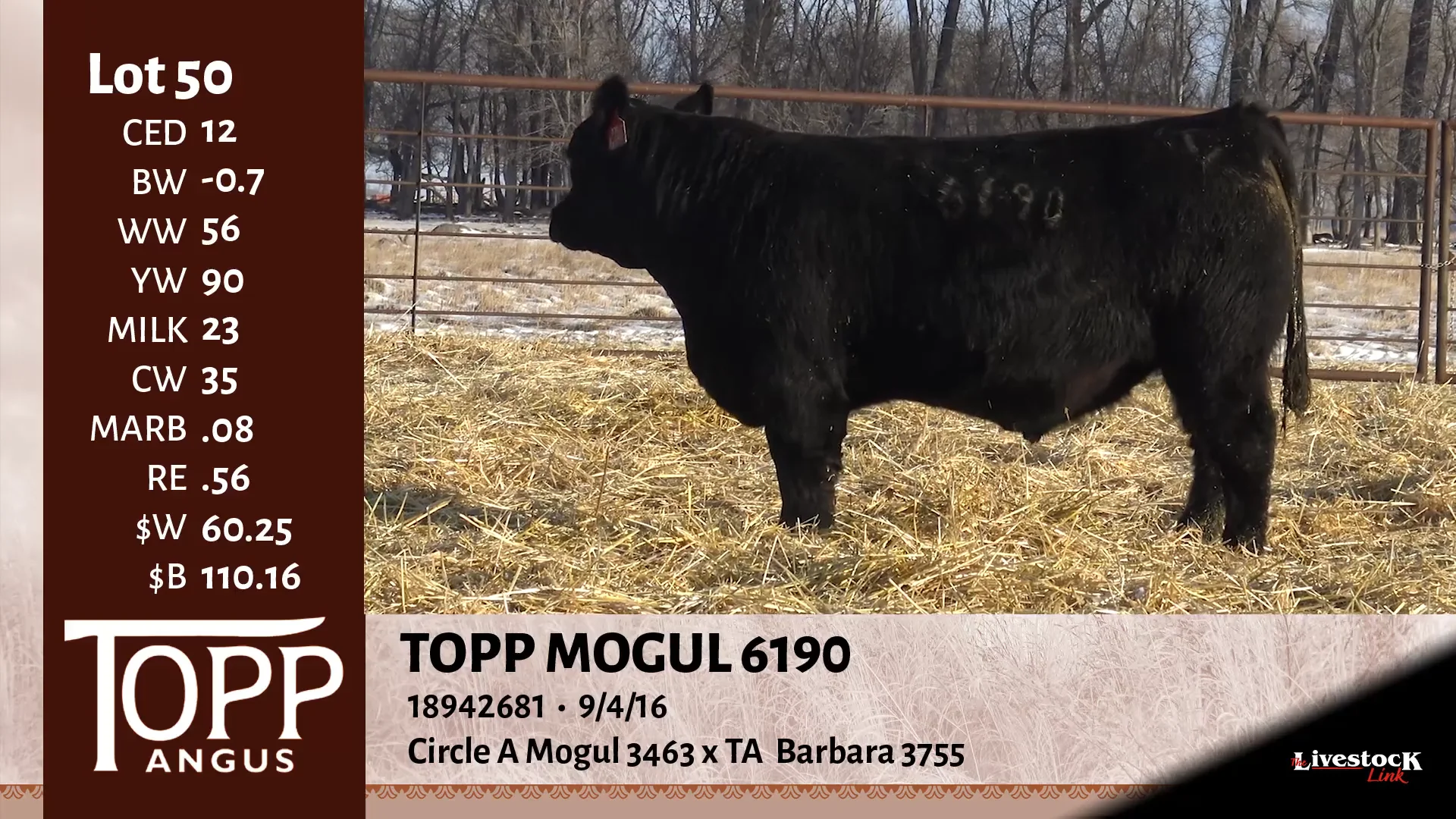 50 - Topp Angus on Vimeo