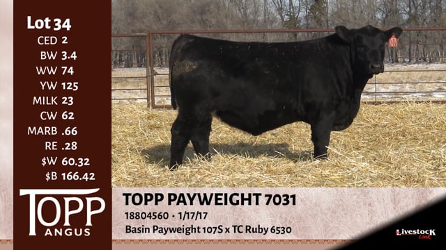 Lot #34 - TOPP PAY WEIGHT 7031