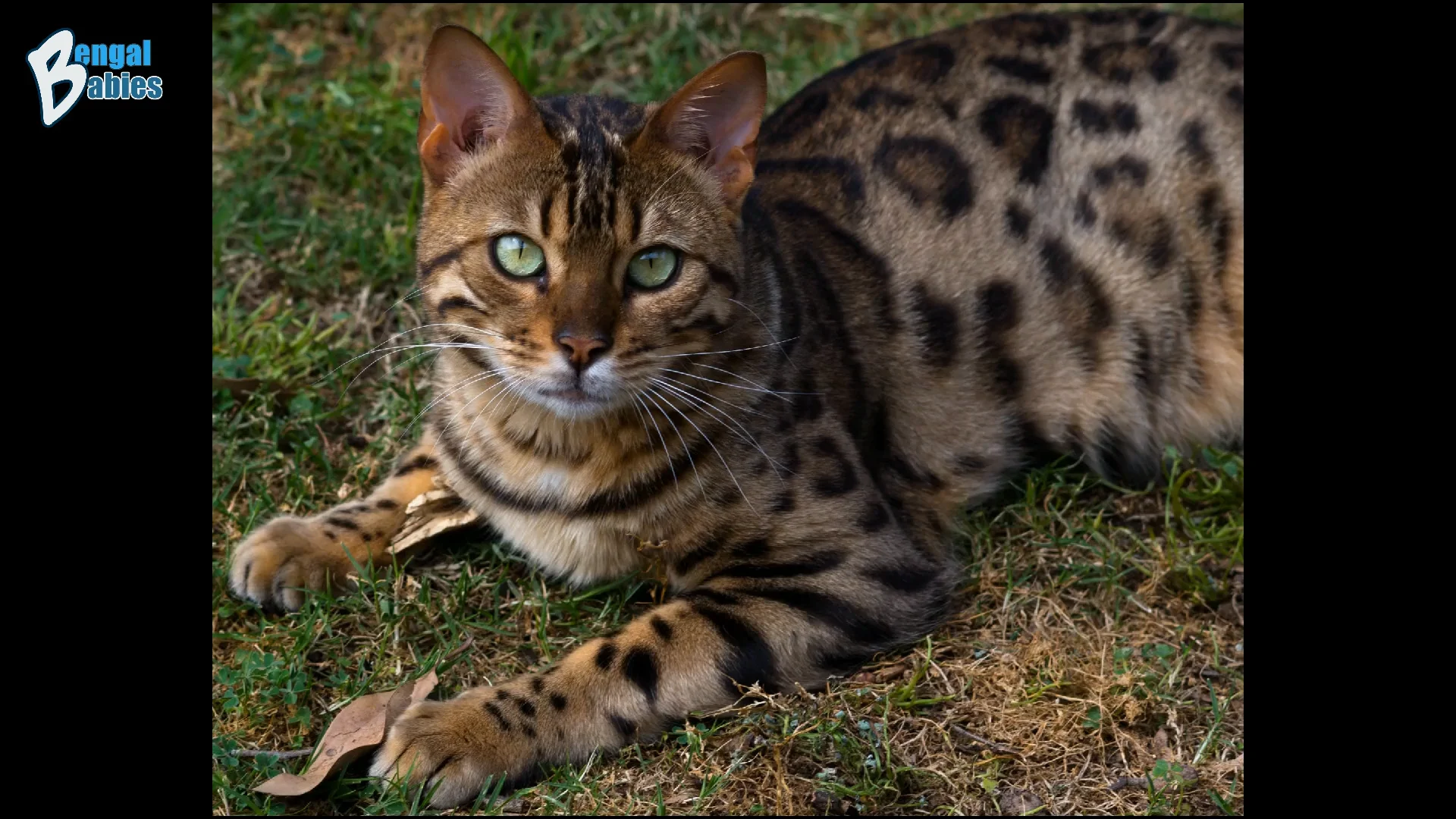 Bengal babies of store phoenix