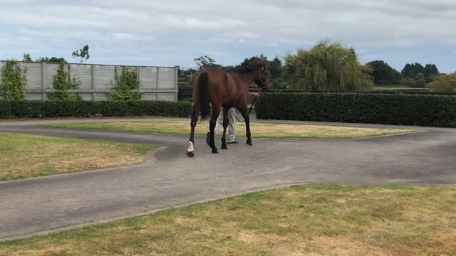 Lot 134