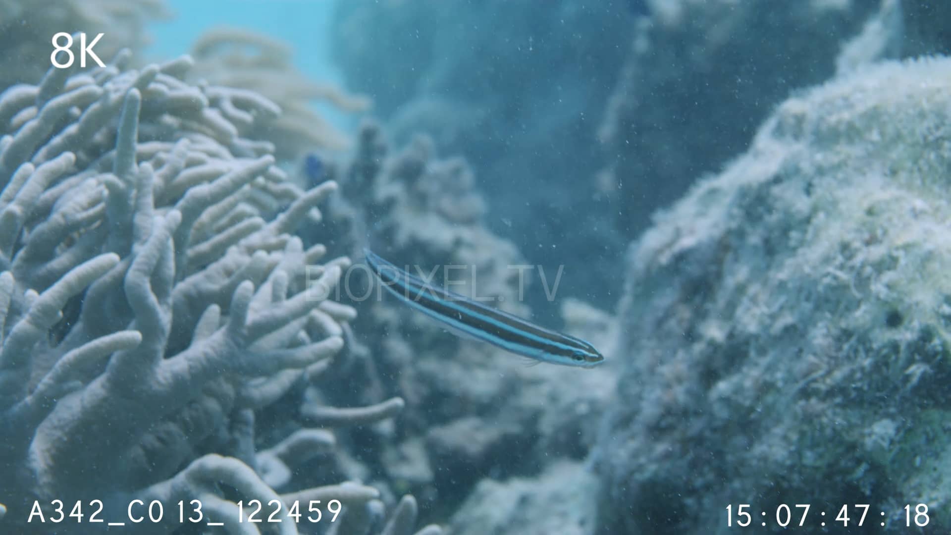 Fang blenny , Mimic cleaner wrasse pretending to be a cleaner wrasse