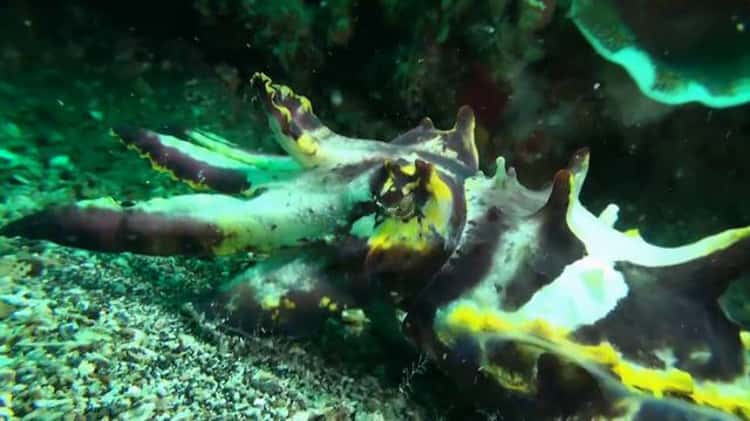 Flamboyant Cuttlefish - Amazing Feeding Action on Vimeo