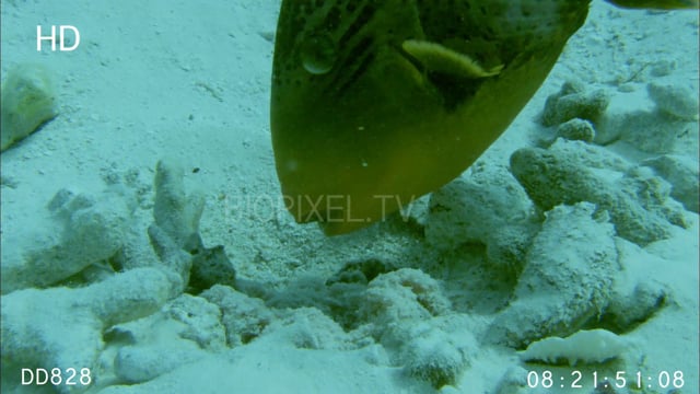 Fish Triggerfish on Vimeo