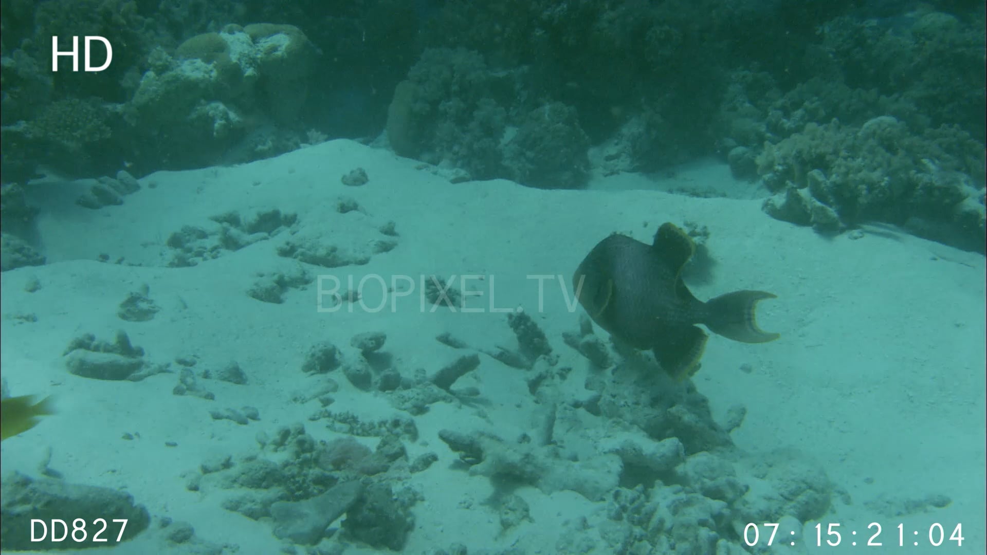 Reproduction Fish - Mass nesting of Yellow margin Triggerfish 2 on Vimeo