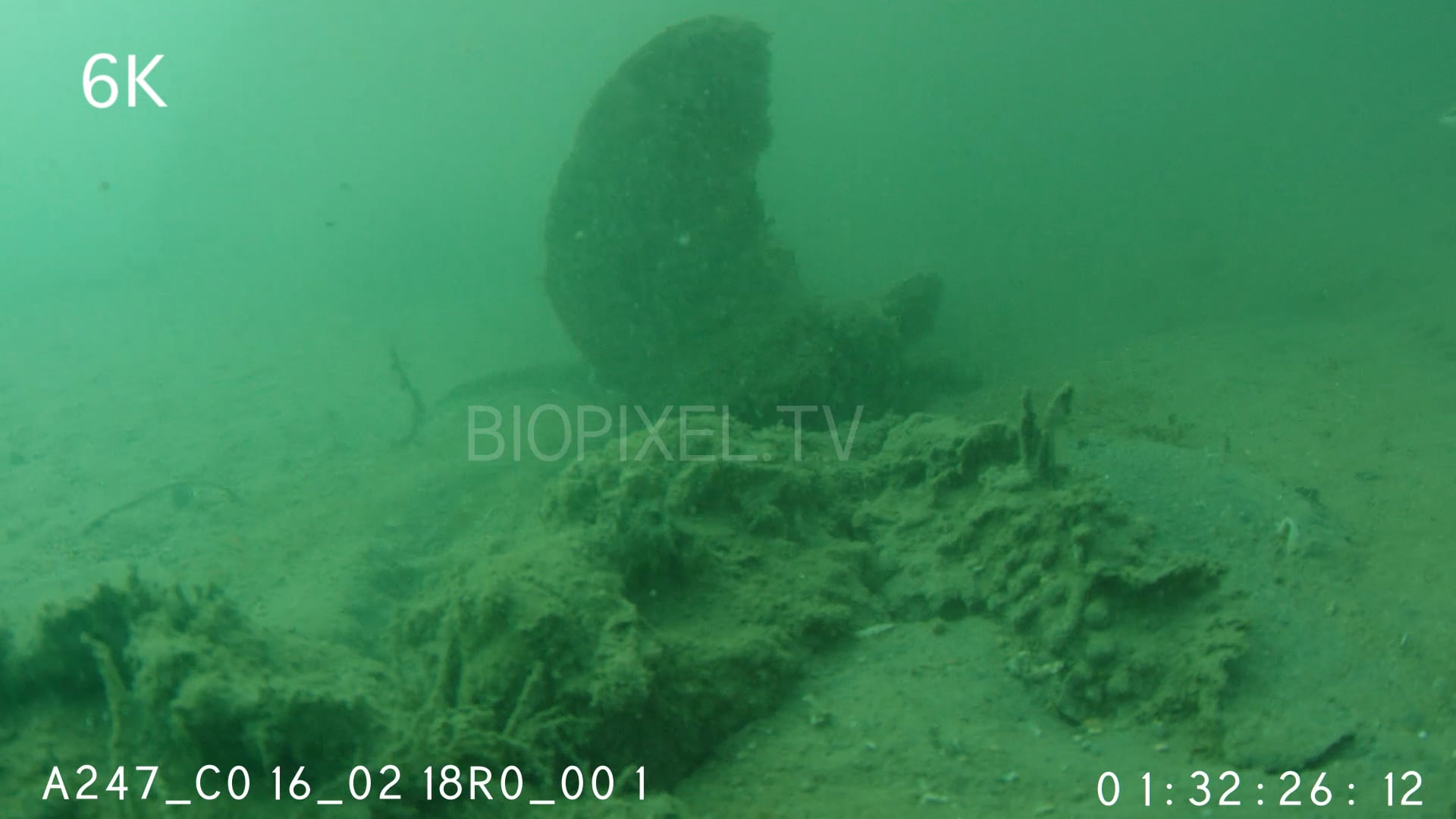Fish Venomous - Stonefish collecting for venom research 6K 2 on Vimeo
