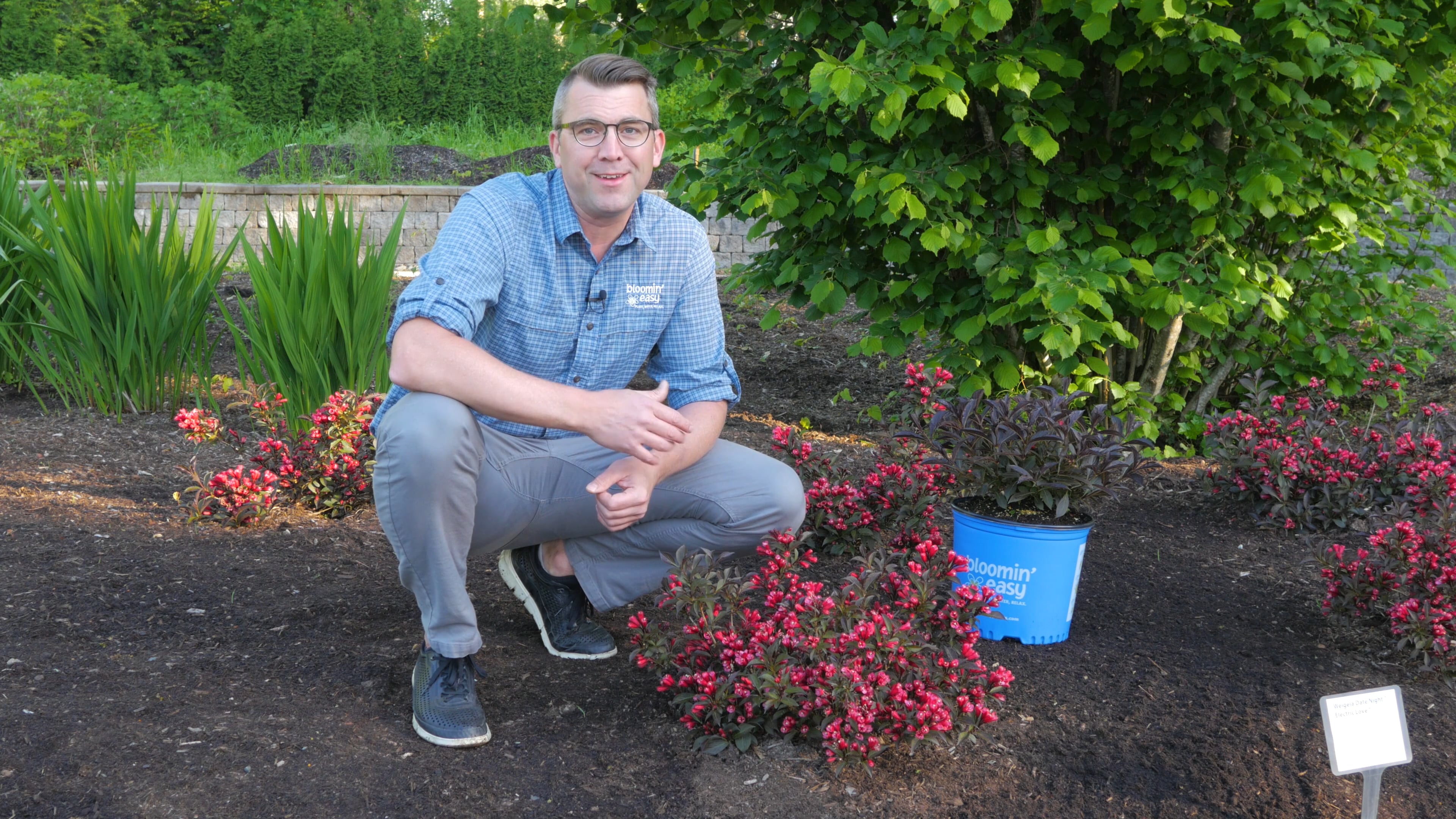 In the show garden with Electric Love™ Weigela Bloomin' Easy® on Vimeo