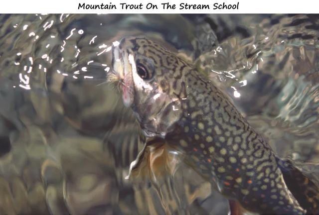 Mountain Trout Fly Fishing School in George Washington National Forest –  Murray's Fly Shop