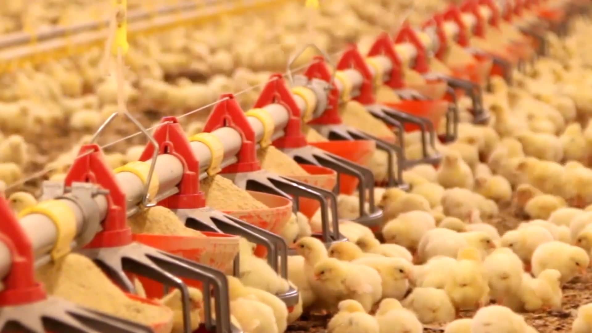 Poultry Equipment Co. on Vimeo
