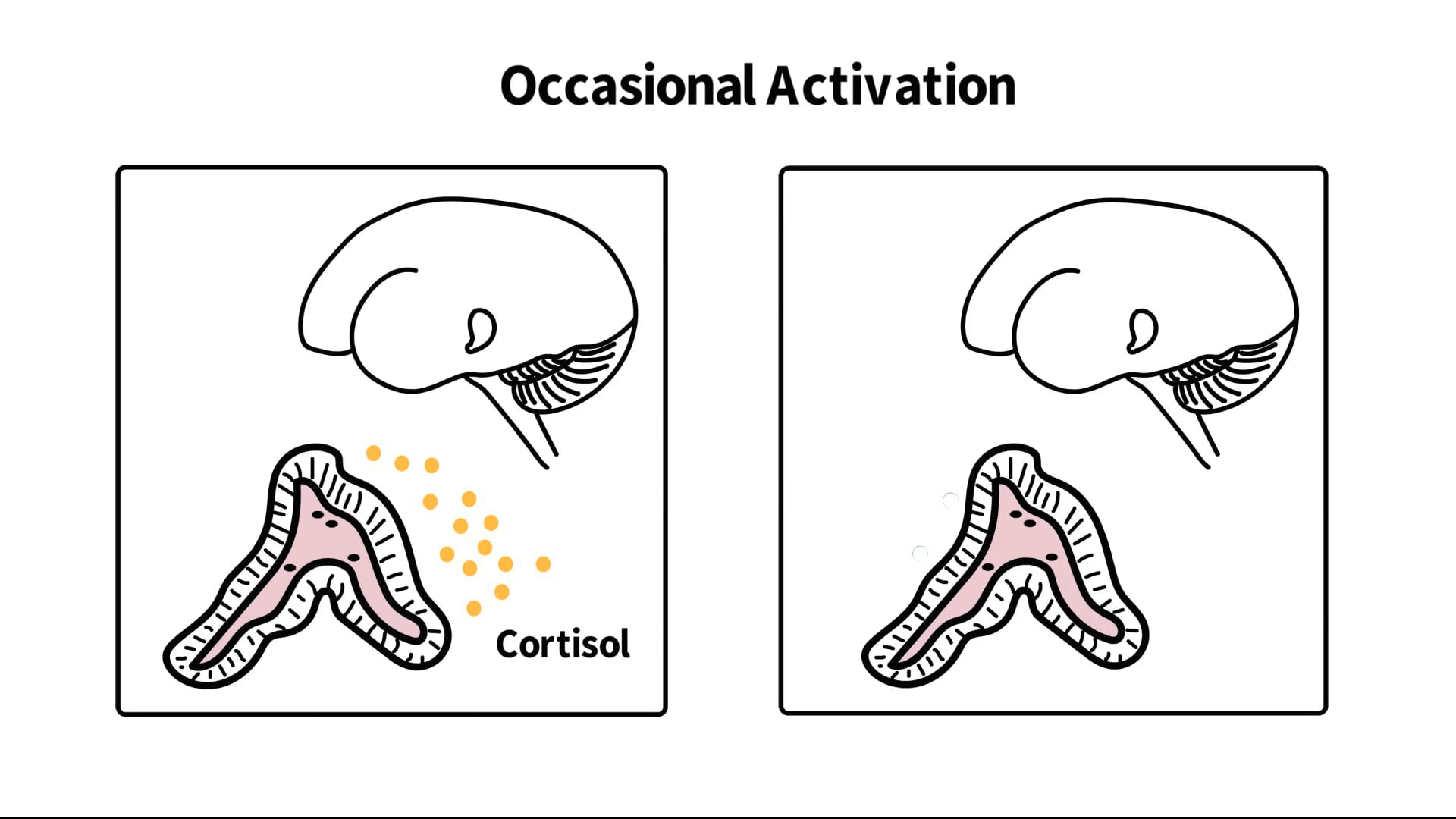 STRESS RESPONSE Patient Education Video