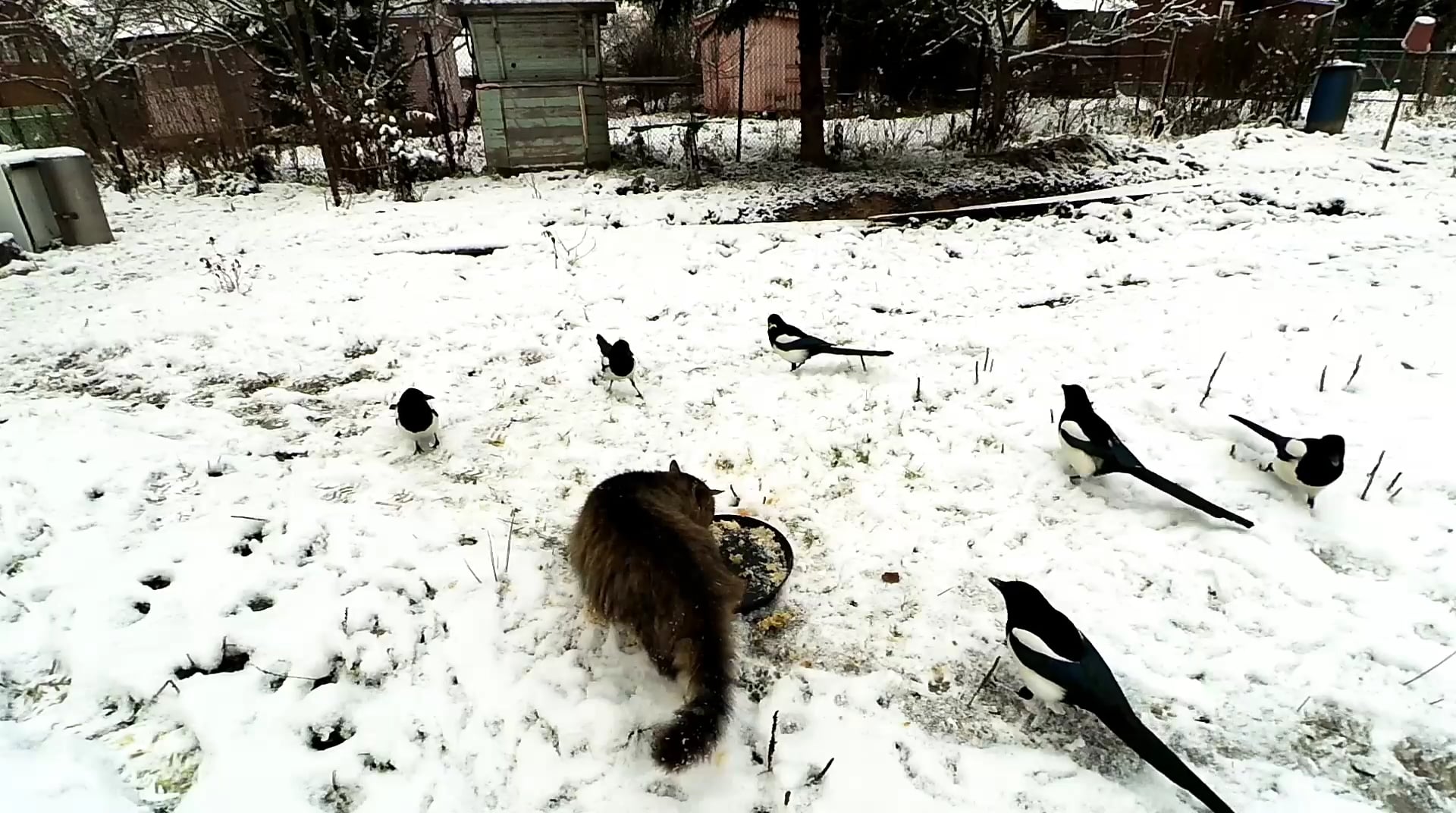Magpies attack the cat on Vimeo