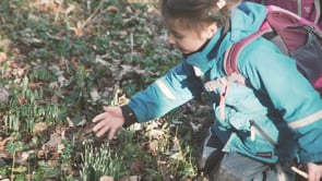 Watch Snowdrops are bursting