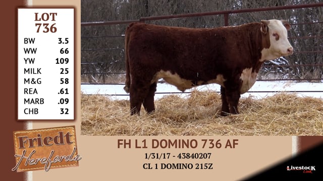Lot #736 - FH L1 DOMINO 736 AF