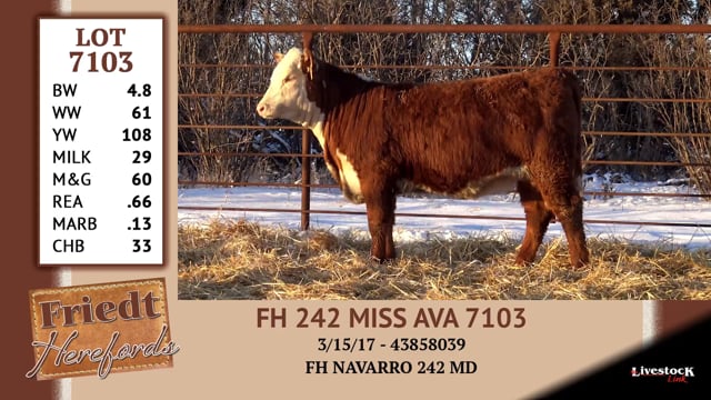 Lot #7103 - FH 242 MISS AVA 7103
