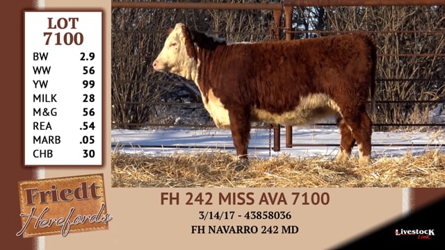 Lot #7100 - FH 242 MISS AVA 7100