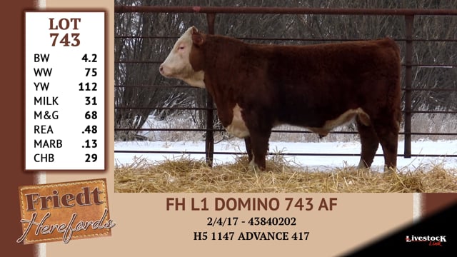 Lot #743 - FH L1 DOMINO 743 AF