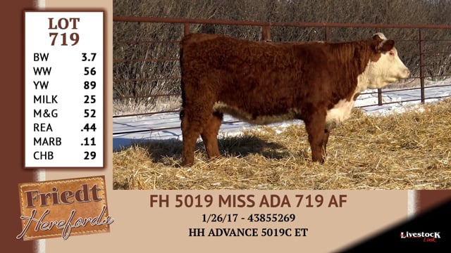 Lot #719 - FH 5019 MISS ADA 719 AF