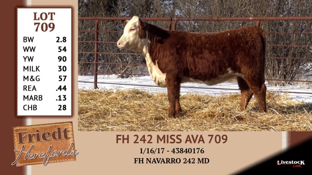Lot #709 - FH 242 MISS AVA 709