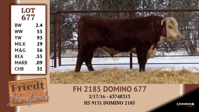 Lot #677 - FH 2185 DOMINO 677