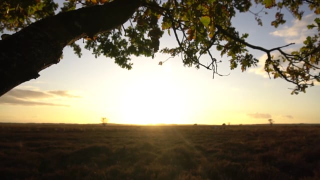 800+ Free Environment & Nature Videos, HD & 4K Clips - Pixabay
