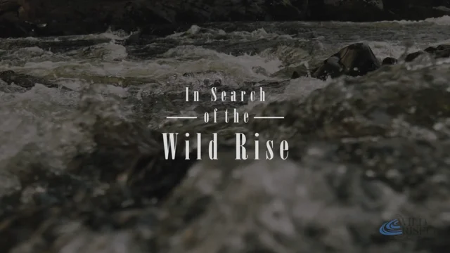 The Wild Rise Company