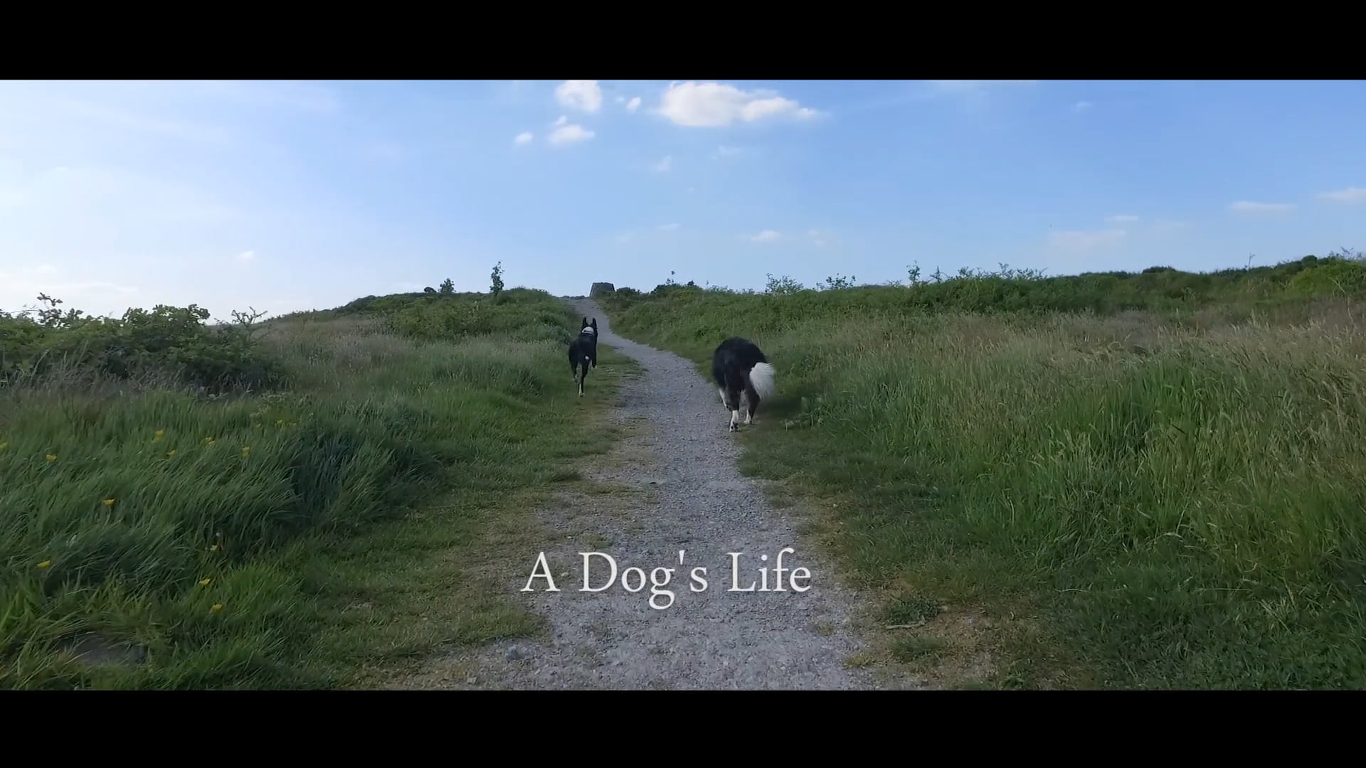 A Dog's Life