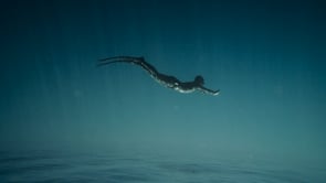freediving