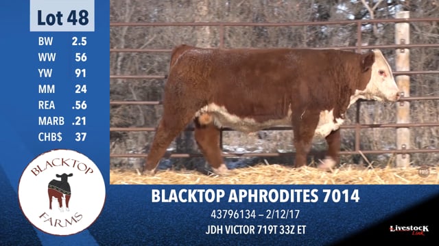 Lot #48 - BLACKTOP APHRODITES 7014