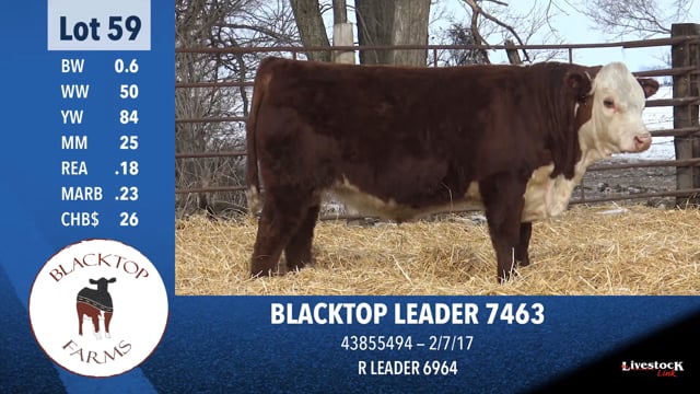 Lot #59 - BLACKTOP LEADER 7463