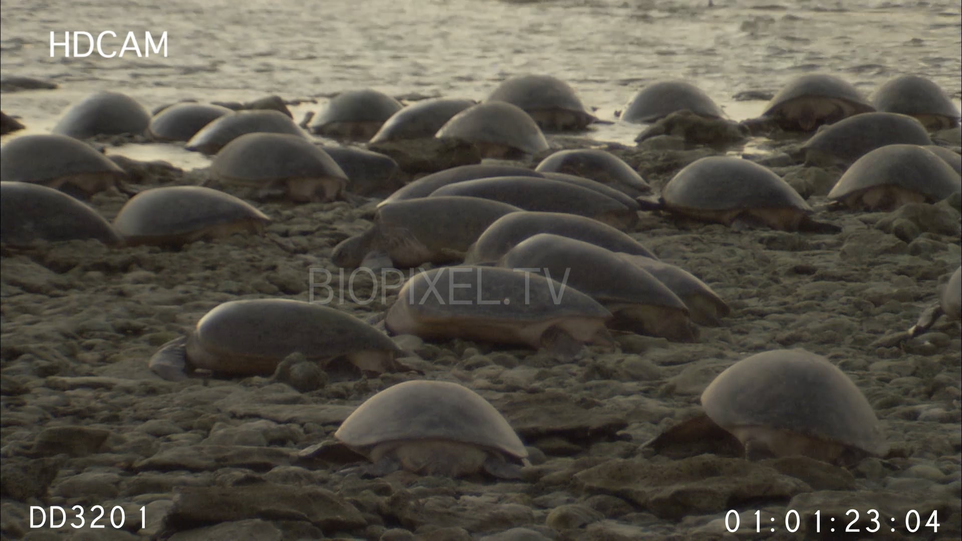 Sea Turtles - Green sea turtles trapped at low tide 5 on Vimeo