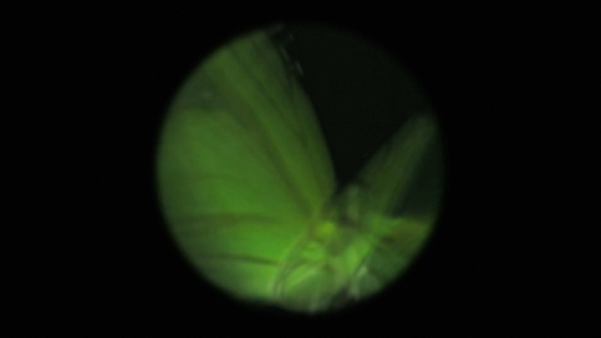 'Butterfly'
