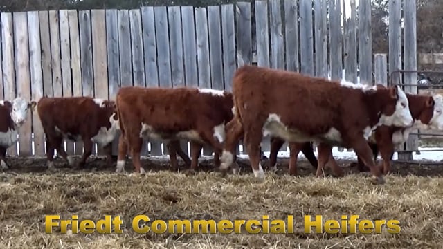 Lot #8000 - Unregistered Hereford Heifers