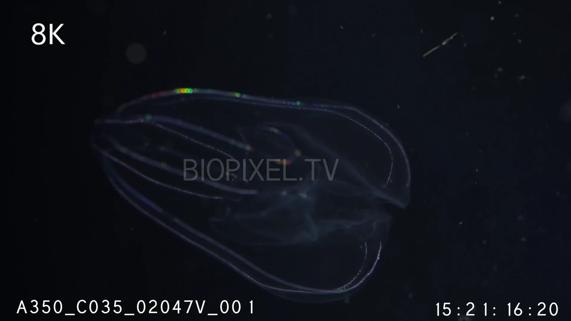 4K Plankton Ctenophore comb jelly 8K on Vimeo