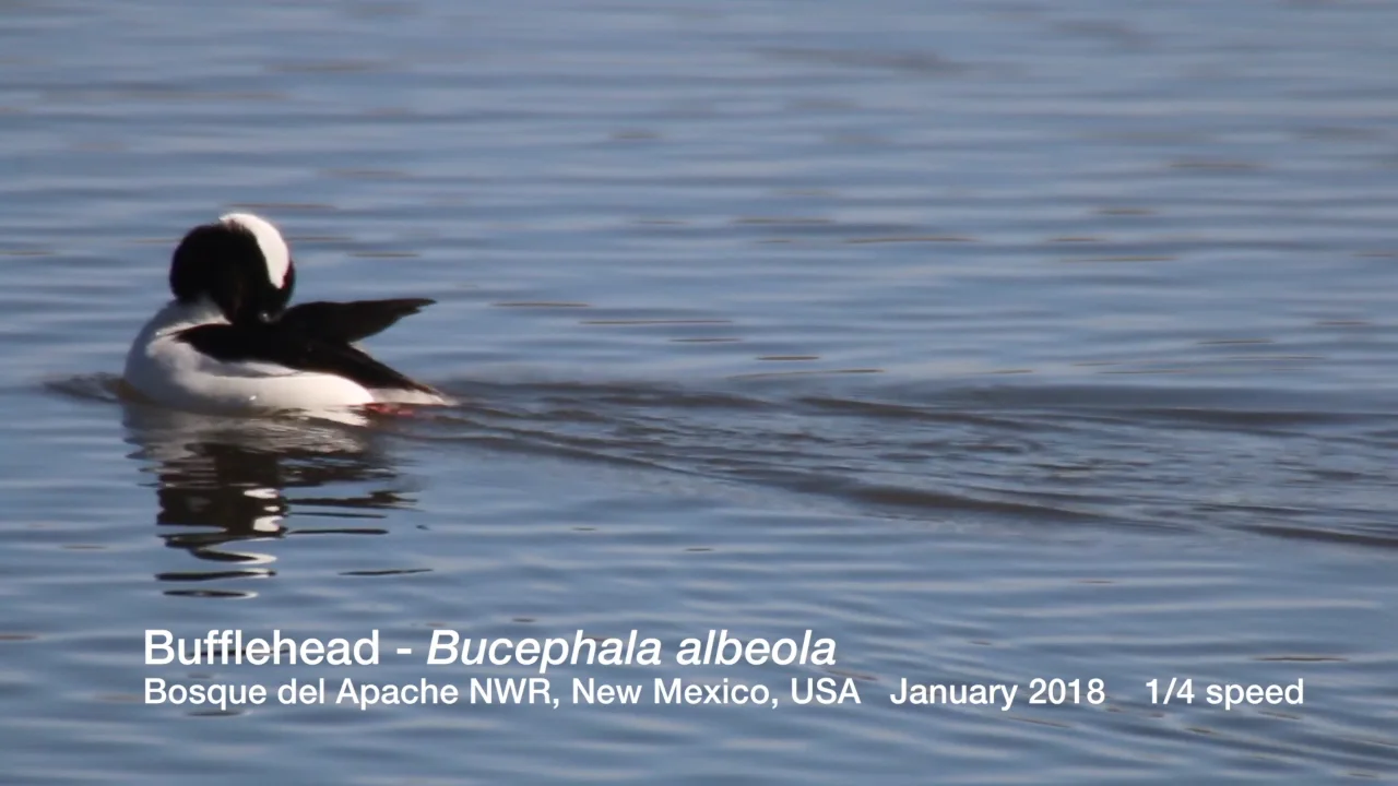 The Birds of New Mexico - Bufflehead - Bosque del Apache NWR