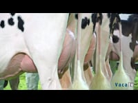 Vacas júnior de 2 anos e intermedias de 2 anos