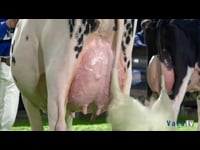 Vacas sénior de 2 anos e júnior de 3 anos
