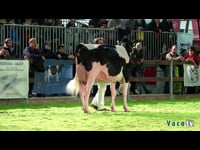 Mellor Ubre Intermedio