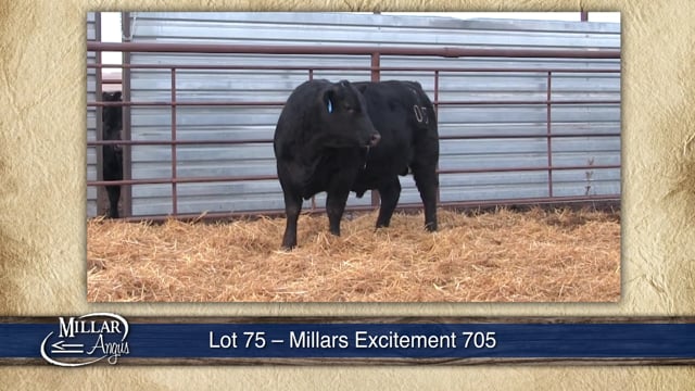 Lot #75 - MILLARS EXCITEMENT 705