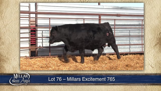 Lot #76 - MILLARS EXCITEMENT 765