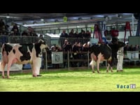 Vacas de 4 e 5 anos
