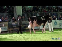 Vacas de 6 anos (de 3 ou 4 lactacións e de 5 lactacións ou máis)