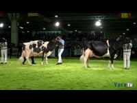 Vaca Adulta Campiona