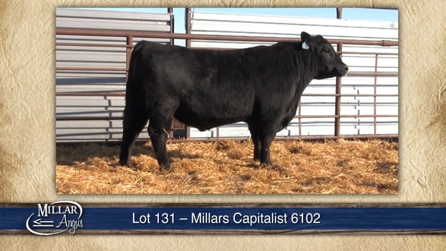 Lot #131 - MILLARS CAPITALIST 6102