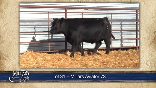 Lot #31 - MILLARS AVIATOR 73