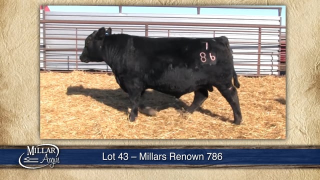 Lot #43 - MILLARS RENOWN 786